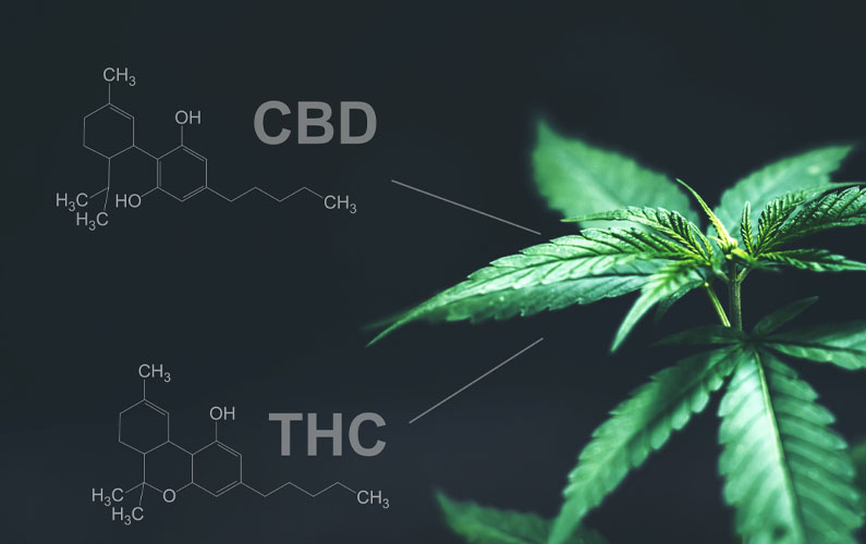 cbd and thc chemical structure