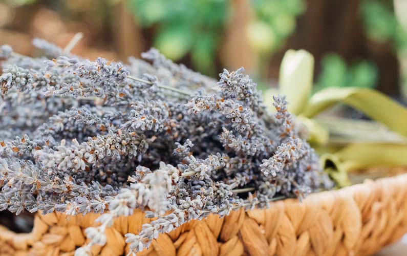Lavender: Health Benefits & Medicinal Use